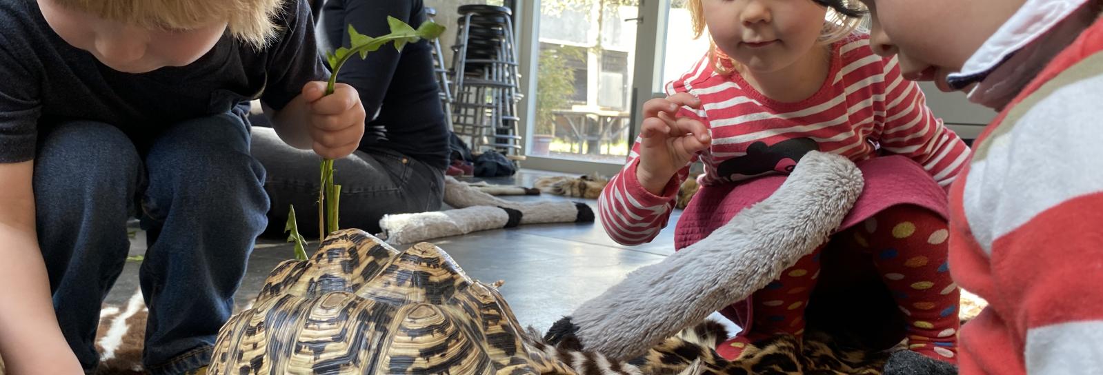 Børnene fodrer skildpadderne