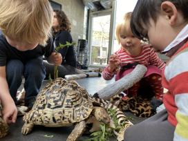 Børnene fodrer skildpadderne